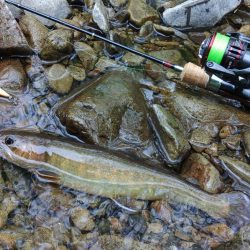 ＧＷに渓流釣り ～長良川水系～